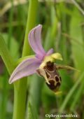 Ophrys oestrifera